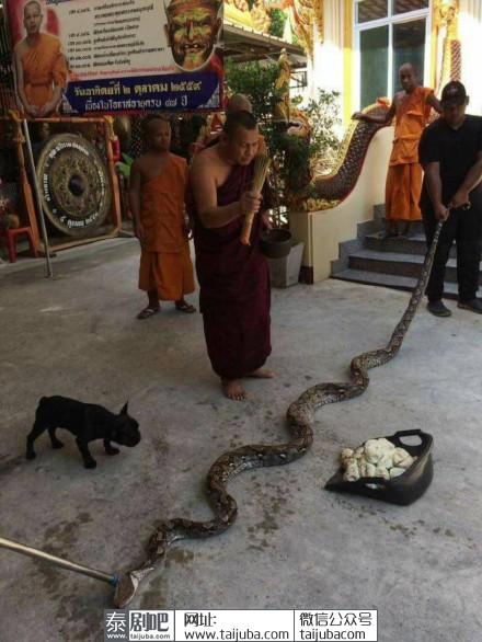 泰国北榄府寺庙娜迦蛟龙水池现4.5米大蟒蛇