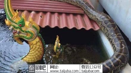 泰国北榄府寺庙娜迦蛟龙水池现4.5米大蟒蛇