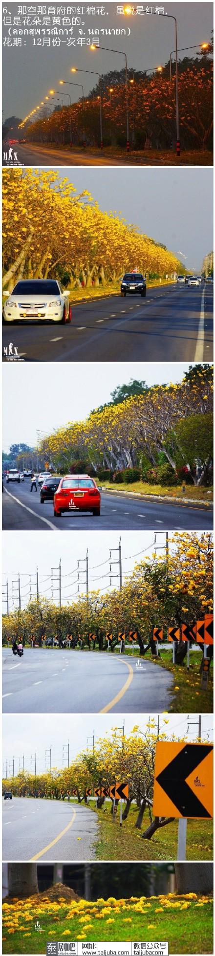 泰国美丽花海