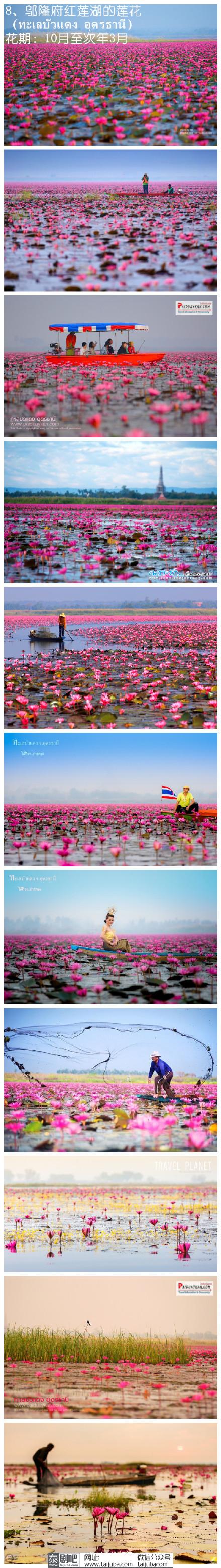 泰国美丽花海
