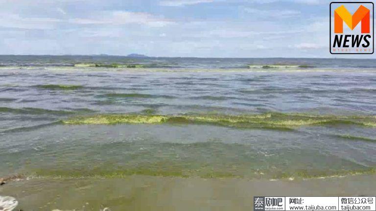 泰国春武里府邦盛海滩浮游生物泛滥