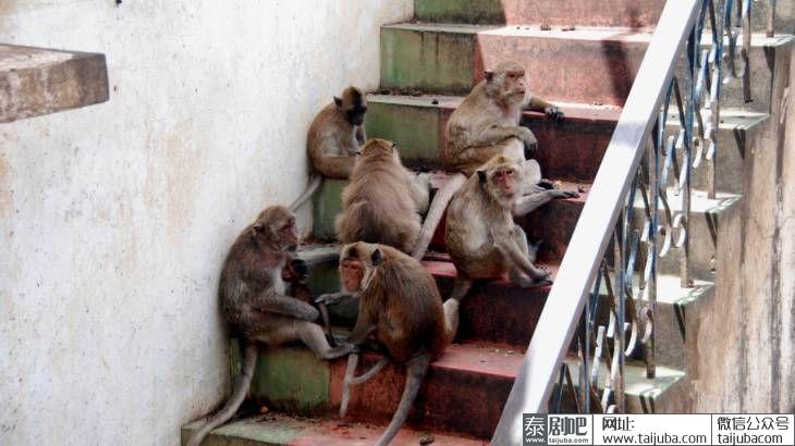 泰国华欣筷子山猴群下山
