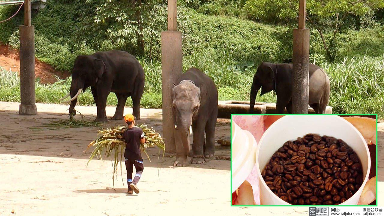 泰国清迈湄登大象营象屎咖啡
