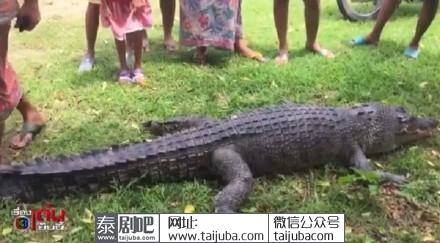 泰国甲米府鳄鱼闯村庄