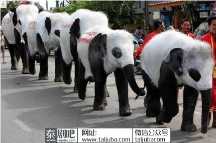 泰国把大象打扮成熊猫