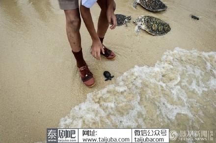 泰国民众放生1066只海龟