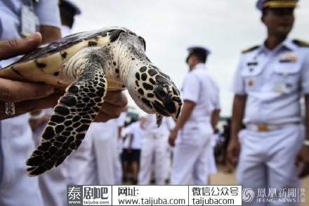 泰国民众放生1066只海龟