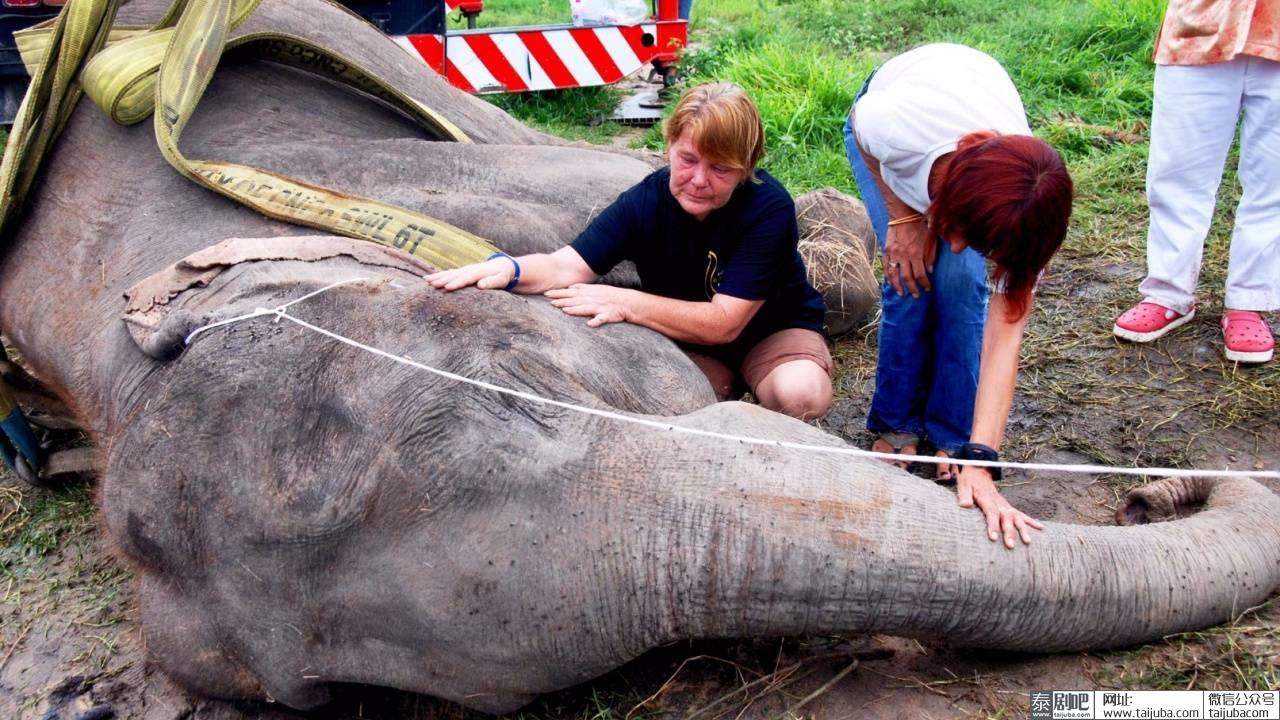泰国最高龄大象98岁因病去世