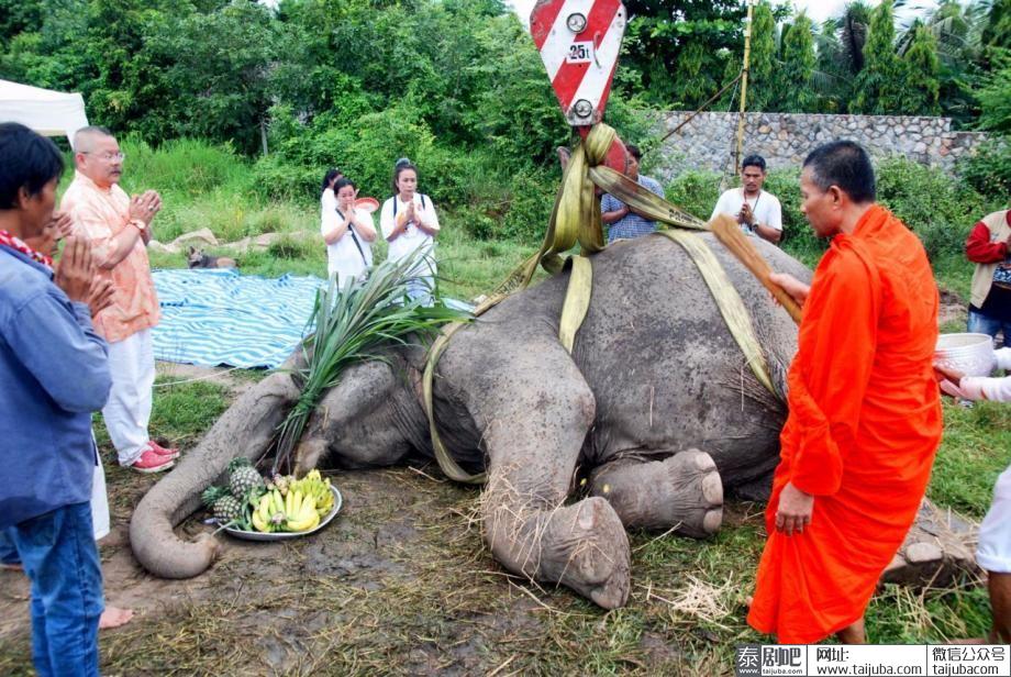 泰国最高龄大象98岁因病去世