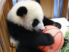 大熊猫“林冰”旅泰10年9月28日启程回国