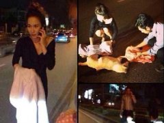 人美心更美Aump与Amp抢救被车撞狗狗获网友大赞