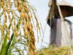 泰国预计今年将重拾最大稻米出口国桂冠