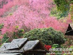 泰国旅游:盘点泰国赏樱花的10个景点