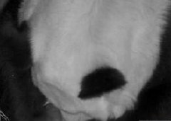 旅泰大熊猫林惠喜怀二胎 一胎林冰已于2013年被送回中国