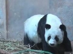 清迈动物园旅泰大熊猫林惠二胎流产