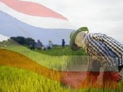 泰国大米供应量走低 当局计划12月19日与中国政府签署协议