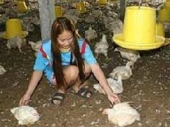 泰国军方直升机降落 吓死两千多只鸡