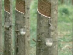 泰国工业部:泰国"橡胶城"将在中国路演吸引投资