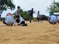 2016泰国将遭遇近十年来最严重干旱 总理呼吁米农减产缓解危机