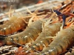 中国消费者爱吃虾推动泰国虾出口