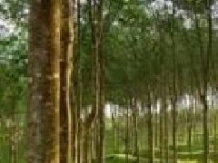 玲珑泰国轮胎项目将再投7亿美元 促进中国玲珑轮胎三期工厂建设