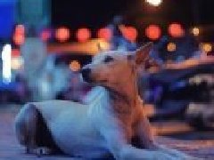 泰国曼谷流浪狗达10万 每年节育2万只