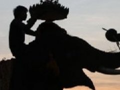 泰国高温:大象被热死了？