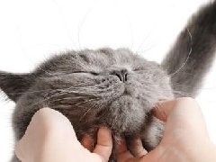 揭秘泰国人喜欢养猫喵星人的奇葩理由