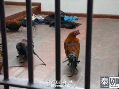 泰国的鸡坐牢啦？！简直是斗鸡中的战斗机