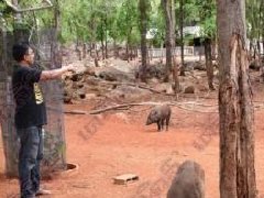 泰国虎庙没了虎 三千多猪牛羊没钱养