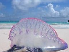 泰国普吉海域现僧帽水母 专家:不慎触碰可致命