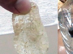 普吉岛Nai Yang海滩捉64只极其危险的剧毒僧帽水母