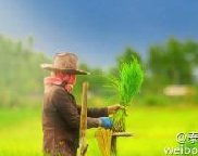 泰国茉莉香米价格暴跌至近10年来最低