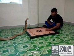 “蛇妻”奇闻:泰国男子视眼镜蛇是死去的妻子转世对其不离不弃