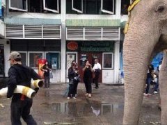 泰国皇家白象假象牙事件回应:绝非以假牙套欺骗观众