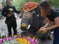 泰国大城府象园大象制作水灯?! 长鼻吸水喷射放水灯