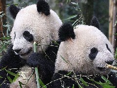 泰国曼谷孔堤公学"PANDA成都" 掀起最炫成都风