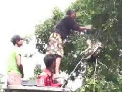 奇闻:蟒蛇上树小猴险成盘中餐 母猴大叫引来救灾员相助