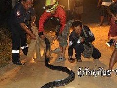 奇闻:蛇从电视里跑出来啦? 泰国乌隆他尼府现巨型眼镜蛇致2人中毒