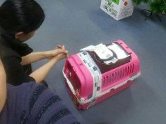 泰国女子爱犬在韩国仁川机场被射杀 事后反被指责