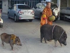 泰国僧人带2"野猪弟子"化缘 平日形影不离