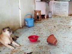 奇闻:泰国一住户生病住院 家中狗狗饿到啃食同类尸体场面残忍