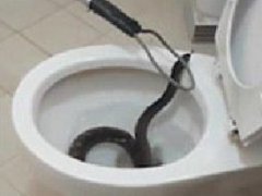 泰国男子上厕所打开马桶突然窜出一条蛇！