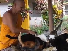 泰国甲米府一寺庙僧人自愿照顾流浪猫多年！满满善心正能量