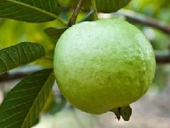 在泰国吉祥招运的植物有哪些? 摆放的位置可是大有讲究哦!