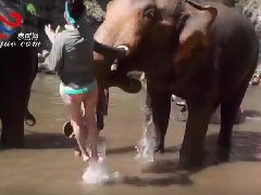 外籍女泰国旅游被大象顶飞! 好在有惊无险!