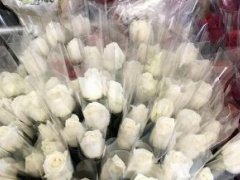2017情人节泰国玫瑰价格涨3倍! 单身狗表示涨10倍也无所谓!
