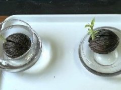 泰国这种叫海檬树的种子形似水果却奇毒无比，千万别误食！
