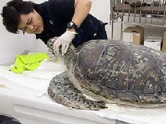 泰国海龟肚内现大量硬币 需开刀治疗