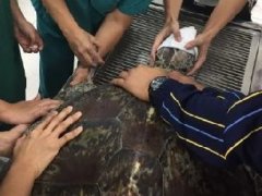 泰国海龟吃下5公斤硬币危及生命 经7小时手术全部取出